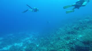 Beautiful Eagle Ray Flying through the Water