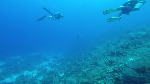 Beautiful Eagle Ray Flying through the Water