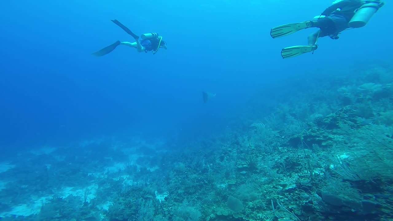 Beautiful Eagle Ray Flying through the Water