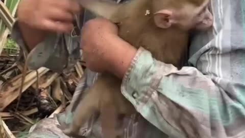 Helping little monkey