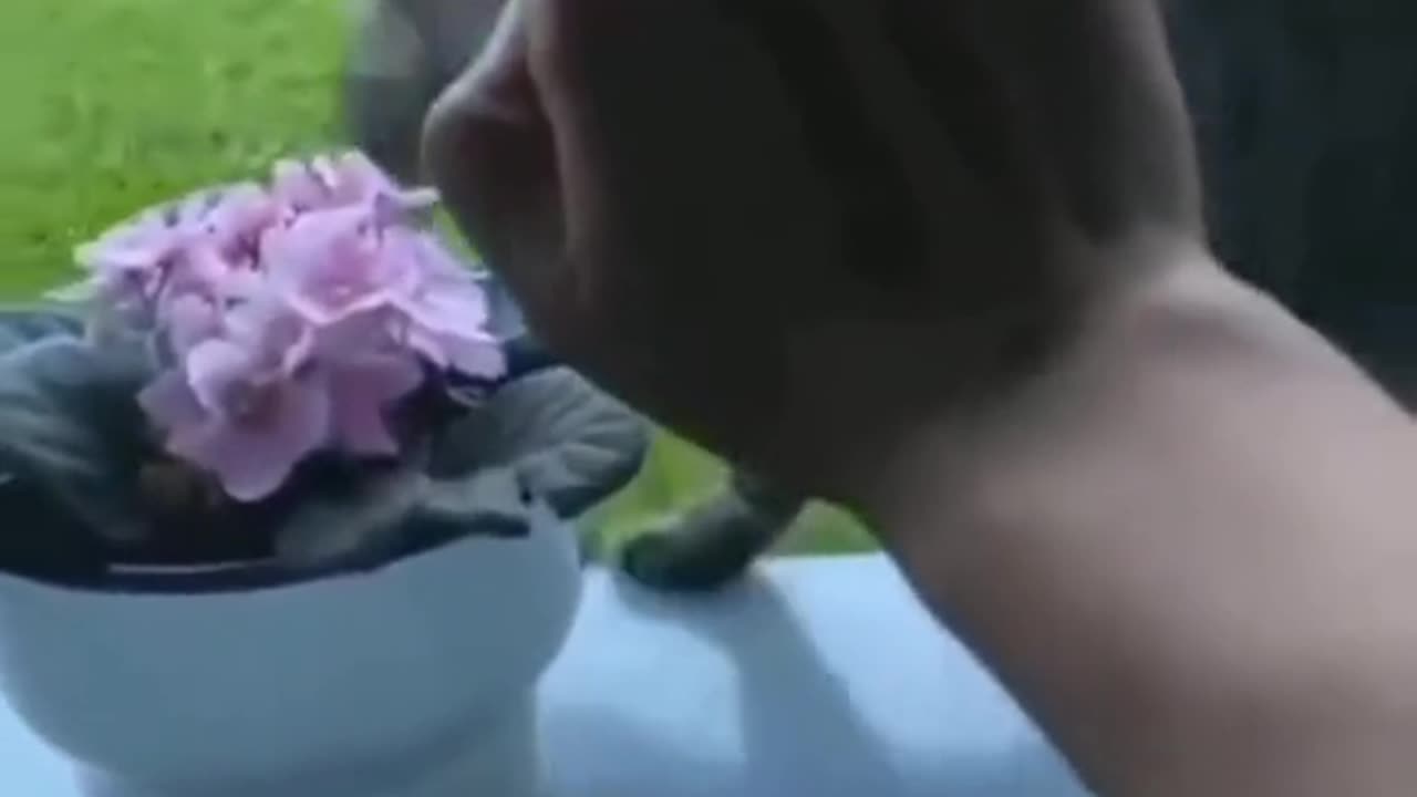 Watch to the end