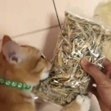 Cat Slaps Other Cat When They Don’t Let go of Owner's Food Packet
