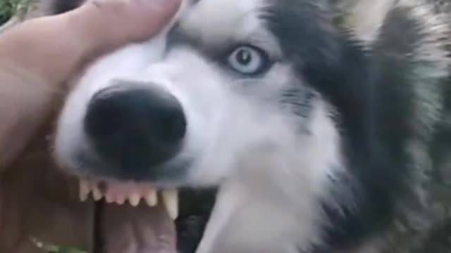 This dog wants to awaken its blood