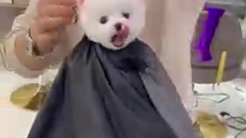 Cute Dog Funny Video / Dog Funny Video 2021