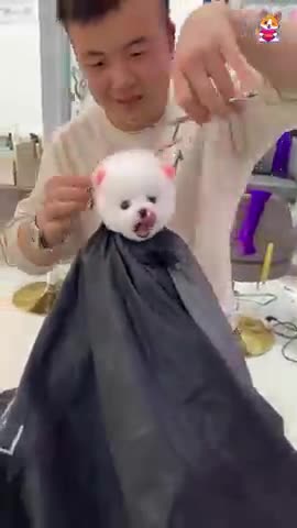 Cute Dog Funny Video / Dog Funny Video 2021