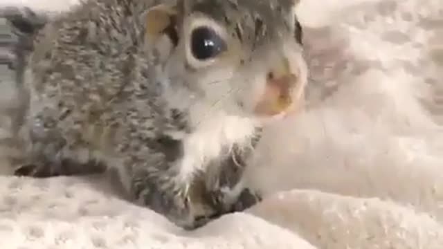 Lovely little squirrel