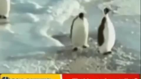 funny penguin video