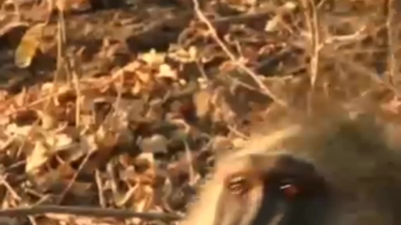 Wild Dogs Vs Baboons