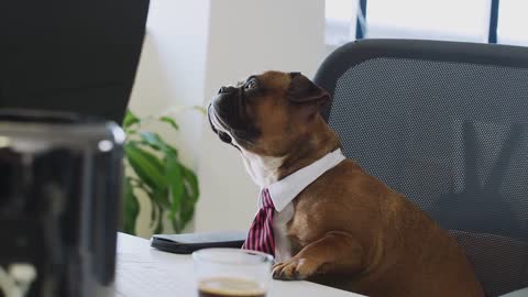 Dog Puppy Tie Job Office Pet Animal Canine