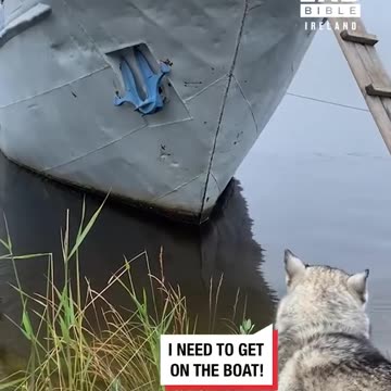 Smart Husky climbs ladder to board boat with people