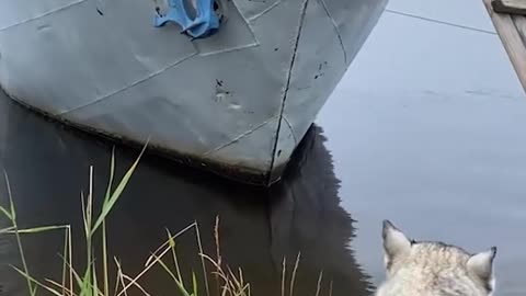 Smart Husky climbs ladder to board boat with people