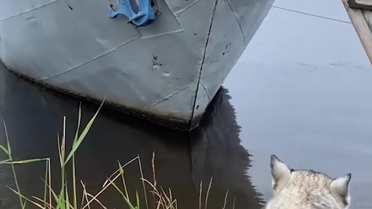 Smart Husky climbs ladder to board boat with people