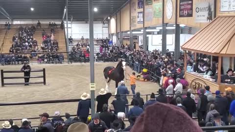 $100,000 Clydesdale Stallion at Topeka!