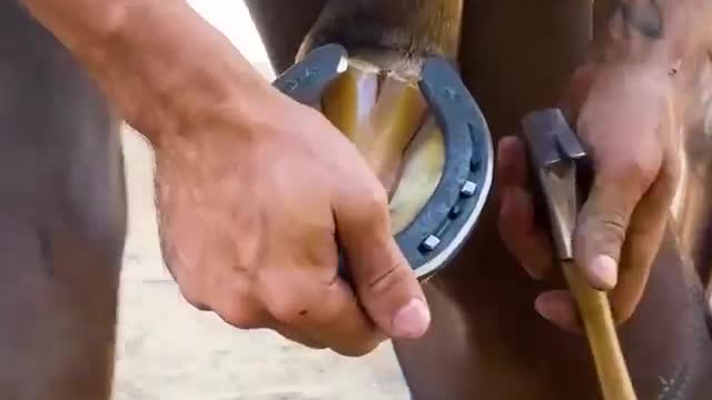 Horse Hoof Restoration is Oddly Satisfying ...