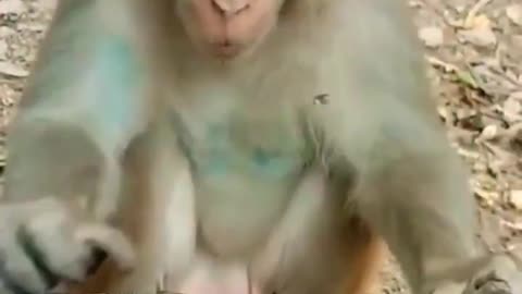 Funny Animals Videos,