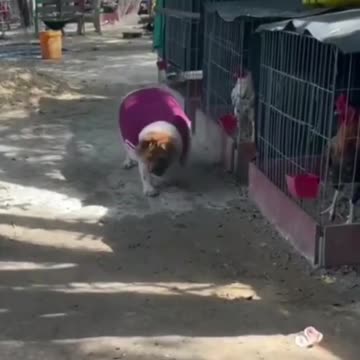 The dog is too fat to move