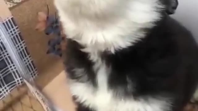 Funniest Cats and Dogs Part 15