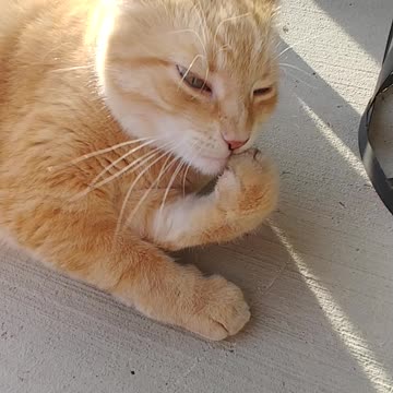 Gary the Cat Chews His Nails