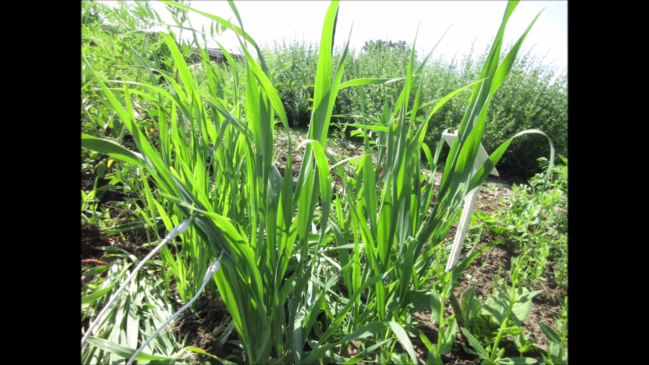 Oat Straw Oat Grass Sept 2022