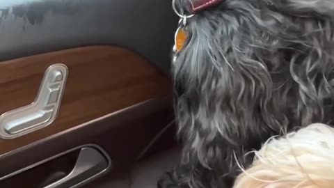 😂 Bentley Joy Ride❤️ #beautiful #dog #viral #motivation #trending #dog #pets #funny #animals #fypシ