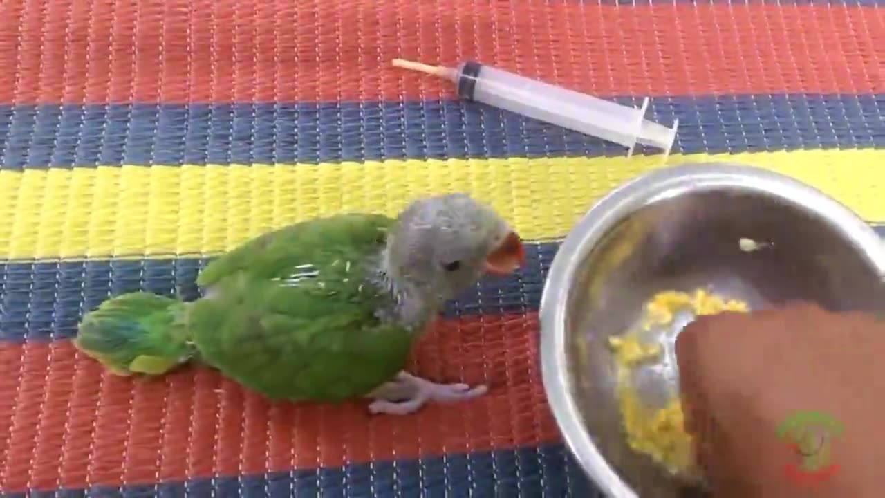 Growing Indian Ringneck Babies | Ringneck Parrot Growth Stages