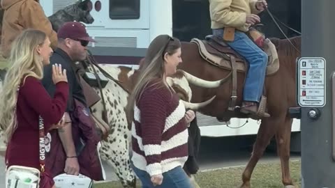 Man Rides Longhorn Cow To Game