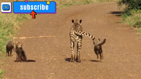 cheetah with 5 tiny cubs here in the