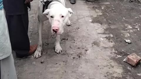 Short Dog Video By Kingdom Of Awais