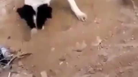 Heart Wrenching video of Dog burying Puppy Pal