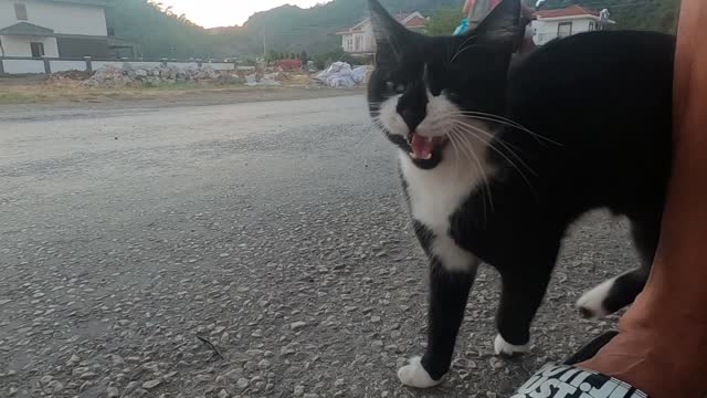 Beautiful tuxedo cat meowing and trilling loudly because she is so hungry