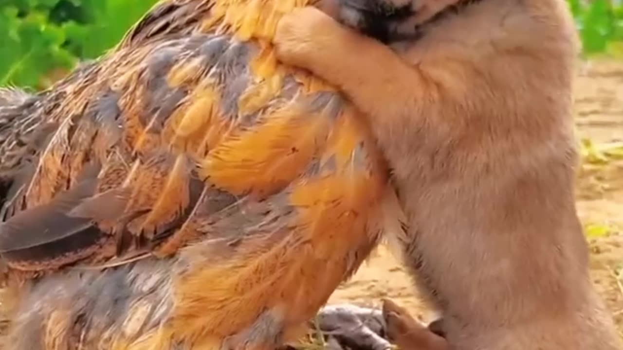 love between hen and puppy