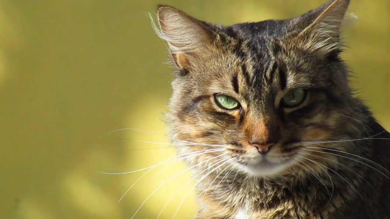 Dark gray cat