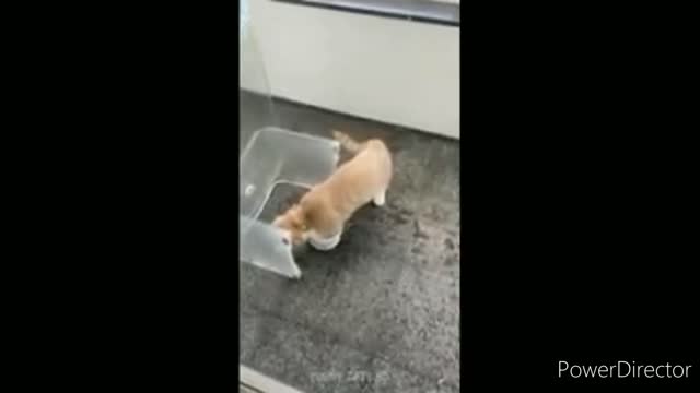 Funniest cats video