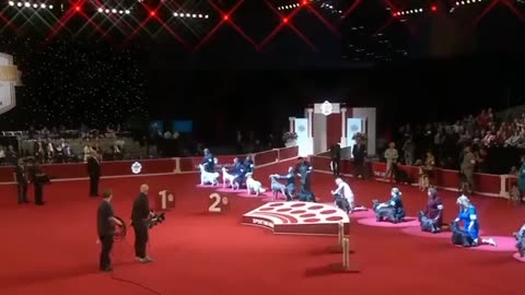 A Dog Show In The USA Plays Ukraine’s National Anthem