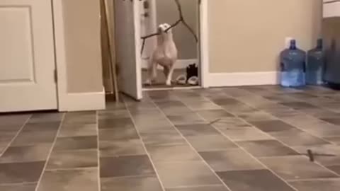Cute cut animal funny moments 😂