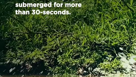 This is not your average pup