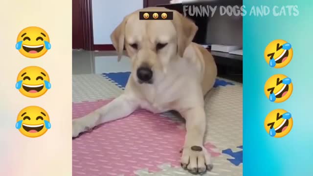 😂try not to laugh with these funny cat video and funny moves