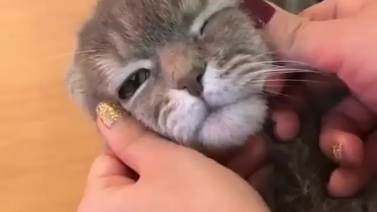 sad cat meww meww