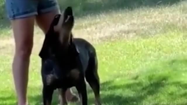 funnyanimals
