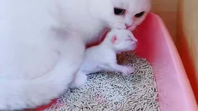 OMG So Cute Cats ♥ Best Funny Cat ❤️🐈Videos 2021 #shorts