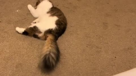 Cat With Cerebellar Hypoplasia Makes a Valiant Attempt to Jump on Bed