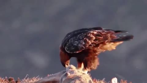 unexpected Eagle Attack. King of winds