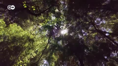 Costa Rica_ Trees counter water scarcity _ Global Ideas