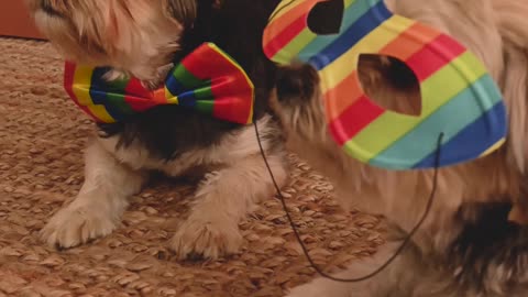 dogs celebrating carnaval