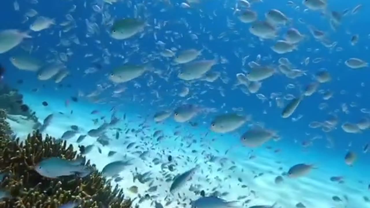 Ocean fish life