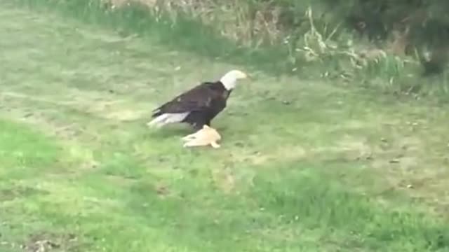 Eagle Catches a Cat