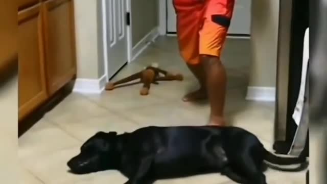 How indians train there Dog || Indian dog acting