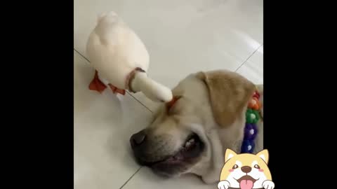 Un compañero especial: Animalitos tiernos y traviesos