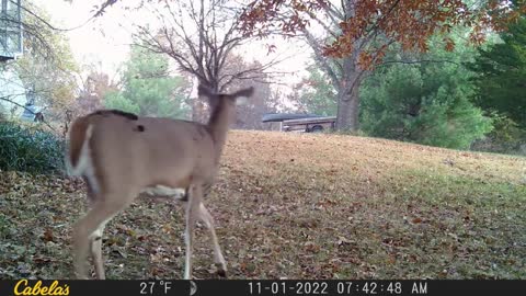 Game Cam Oct 23 to Nov 6 Clay County Missouri