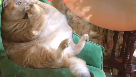 Cat 🐈 fanny